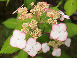 20110630_28shuusei.jpg