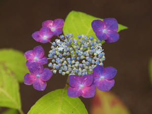 20110630_33shuusei.jpg