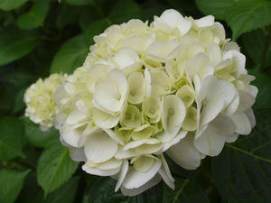 20110630_46shuusei.jpg