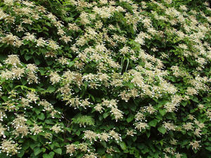 P6158802shuusei.jpg