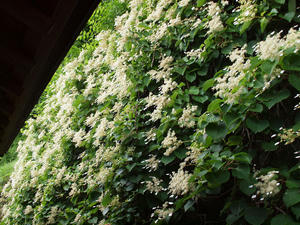 P6158811shuusei.jpg