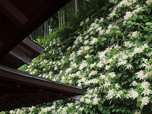 P6158813shuusei.jpg