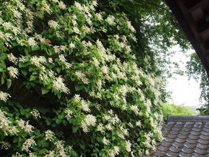 P6158812shuusei.jpg