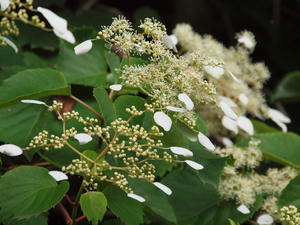 P6158810shuusei.jpg