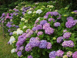 20110630_58shuusei.jpg