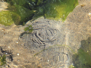 20110630_175shuusei.jpg