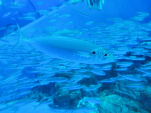 20110630_372shuusei.jpg