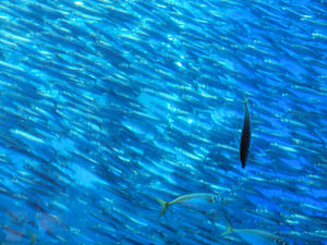 20110630_379shuusei.jpg