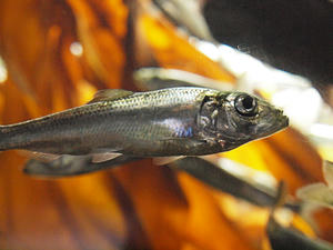 20110630_439shuusei.jpg