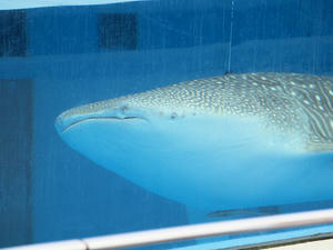20110630_494shuusei.jpg