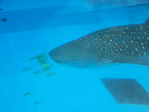 20110630_708shuusei.jpg