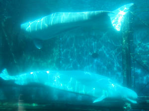20110630_1268shuusei.jpg