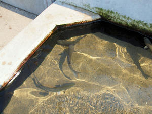 20110630_1175shuusei.jpg