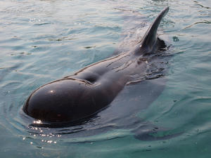 20110630_1182shuusei.jpg