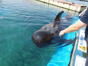 20110630_1191shuusei.jpg