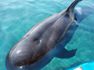20110630_1256shuusei.jpg