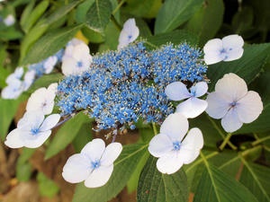 20110630_201shuusei.jpg