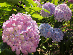 20110630_202shuusei.jpg