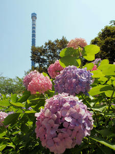20110630_203shuusei.jpg