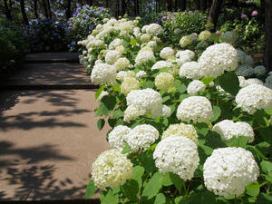 20110630_213shuusei.jpg