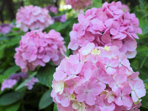 20110630_1277shuusei.jpg