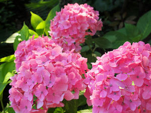 20110630_1281shuusei.jpg