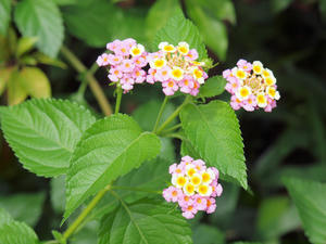 20110805_2160shuusei.jpg