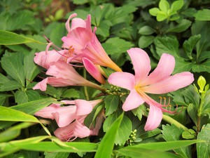 20110805_2167shuusei.jpg