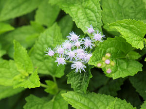 20110805_2228shuusei.jpg