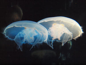 20110805_849shuusei.jpg