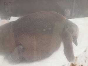 20110805_907shuusei.jpg