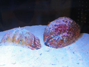 729shuusei.jpg