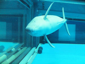 20110805_689shuusei.jpg