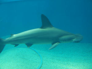 20110805_766shuusei.jpg