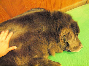 20110805_1116shuusei.jpg