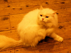 1037shuusei.jpg