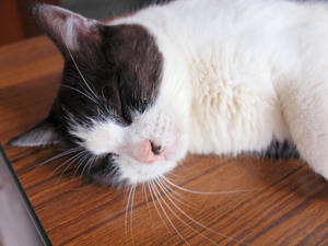 20110815_47shuusei.jpg