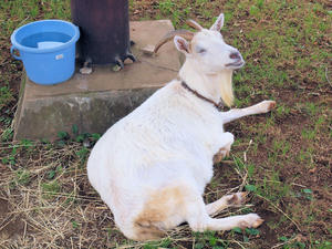 20110815_175shuusei.jpg