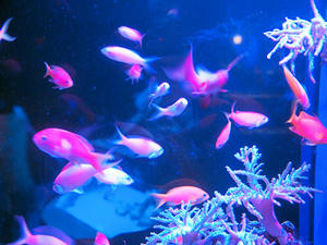 20110815_478shuusei.jpg