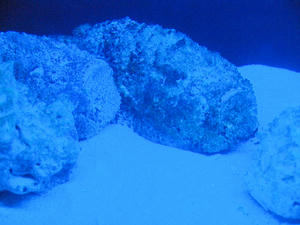 20110815_490shuusei.jpg