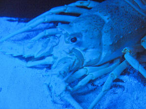 20110815_491shuusei.jpg