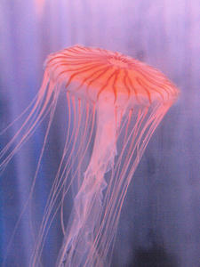 20110815_497shuusei.jpg