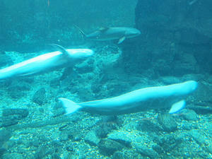 20110815_408shuusei.jpg