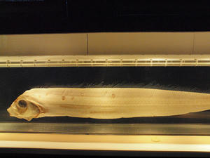 20111011_715shuusei.jpg
