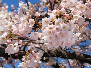 P4080113shuusei.jpg