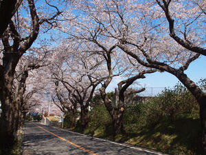 P4080162shuusei.jpg