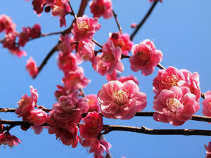 P2260853shuusei.jpg
