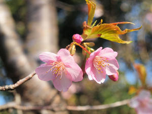 P2260888shukushou.jpg