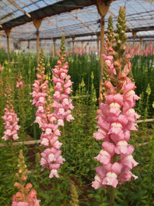 P2260947shuusei.jpg