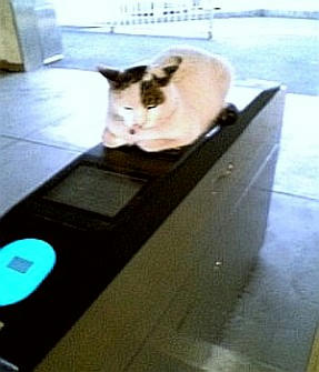 neko2.jpg